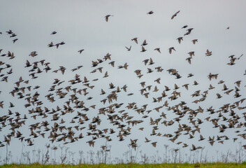 a large flock of hundreds of starlings (Sturnus vulgaris) flying low over grassland on Salisbury Plain Wiltshire UK