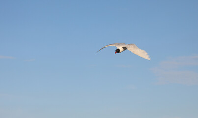 white seagull with black head flying in the sky with wide wingspan