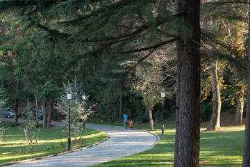 Father and son walk in the park hand in hand. A very beautiful path between big trees. Family happiness picture. Unrecognizable people.