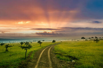 A narrow road winds through the Acacia trees with spring green grass at sunset on the Maasai Mara...