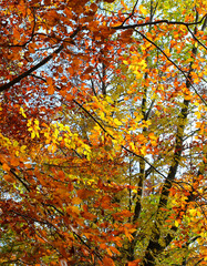colorful leaves with warm autumn colors on the trees in the forest