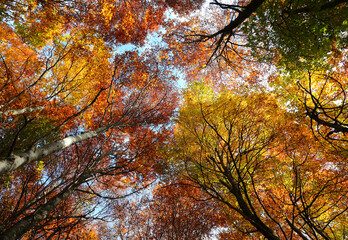 trees with colorful leaves seen from below in autumn