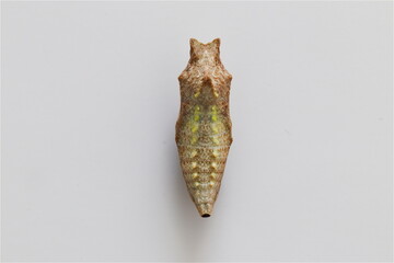 Chrysalis of a butterfly Papilio machaon