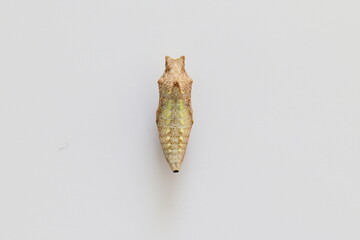 Chrysalis of a butterfly Papilio machaon