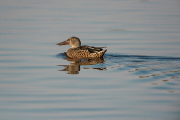 Northern Shoveler (Spatula clypeata) drake swimming in a lake
