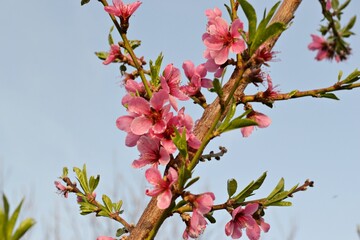 blooming peach