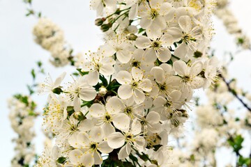 tree blossom