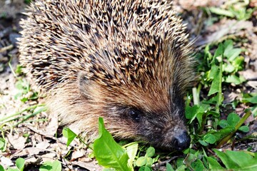 hedgehog in the grass