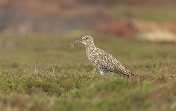 Curlew in the breeding season with beak open and calling on a Yorkshire Grouse moor in Summer.  Scientific name: Numenius Arquata.  Facing left.  Blurred background.  Space for copy.
