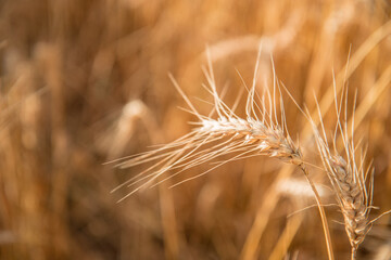 Blurred grain background. Summer orange grain on field. 