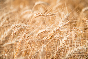 Blurred grain background. Summer orange grain on field. 