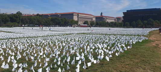 field of flowers