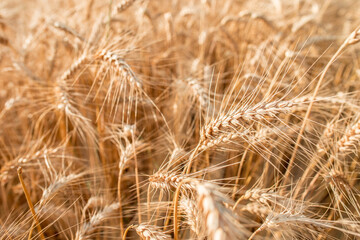 Blurred grain background. Summer orange grain in field