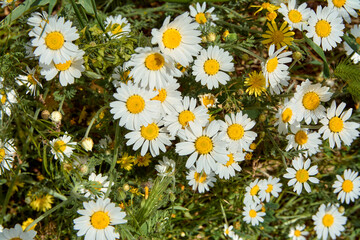 Several daisies in the yard close-up.