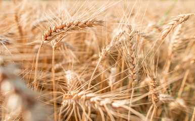 Blurred grain background. Summer orange grain in field. 
