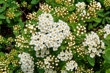 Several flowers of a blooming bride close-up.