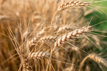 Blurred grain background. Summer orange grain in field