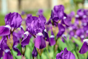 Blooming purple irises in the garden.