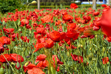 Many blooming red poppies on a flower bed in the park.