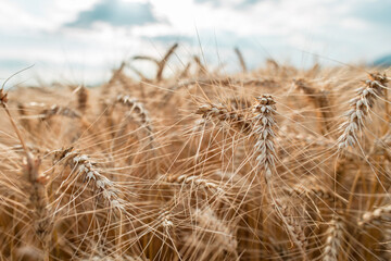 Blurred grain background. Summer orange grain on field
