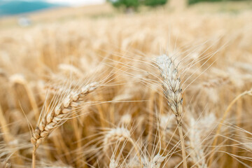 Blurred grain background. Summer orange grain in field.