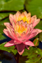 Pink and yellow lotus on the pond.