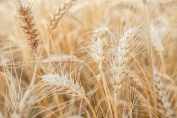 Blurred grain background. Summer orange grain in field. 