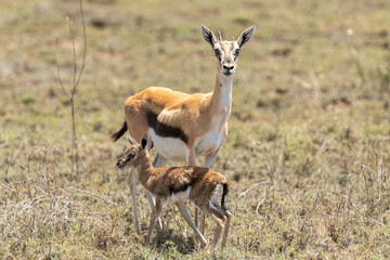 Baby gazelle with mom