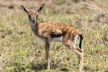 Naklejka na ściany i meble Newborn Gazelle in Africa