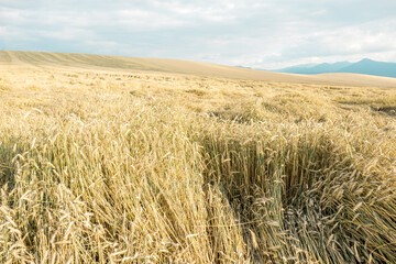 Summer grain field out of the city. Clean air for 
cultivation bio crops