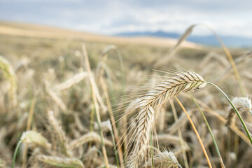 Blurred grain background. Summer orange grain in field. 