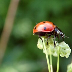 ladybird on a leaf