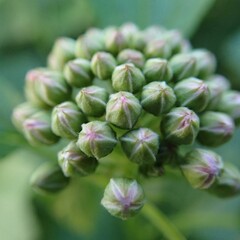 close up of a plant