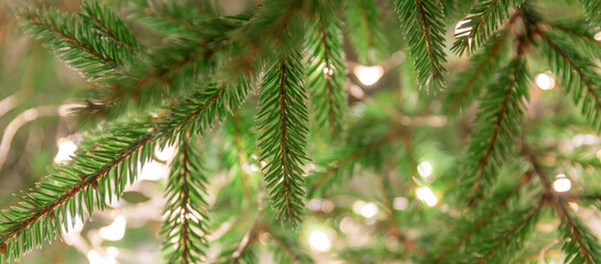 Fototapeta premium Garland on the tree outside. Christmas tree decorated with Christmas lights, macro