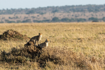 Cheetah cubs