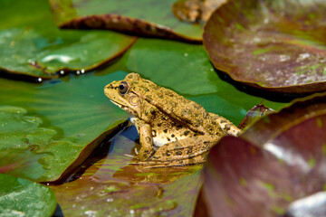 A close-up frog sits on leaves in a pond.