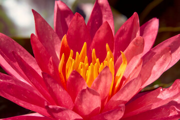 Pink lotus on the pond close-up.