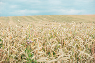 Summer grain field out of the city. Clean air for 
cultivation bio crops