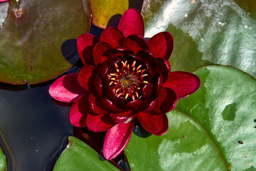 Burgundy water lily in the summer garden.