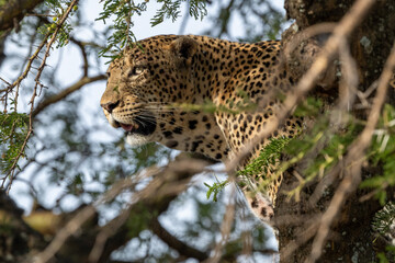 leopard in the tree