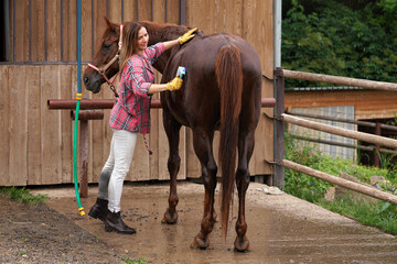 Young woman in shirt cleaning brown horse after washing with sweat scraper - obrazy, fototapety, plakaty