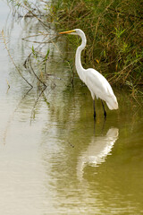 great white heron
