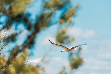 Adult European White Stork Fly Flying Against Green Forest Woods. Ciconia Ciconia.