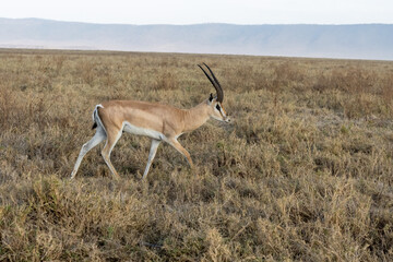 Grants gazelle in wild