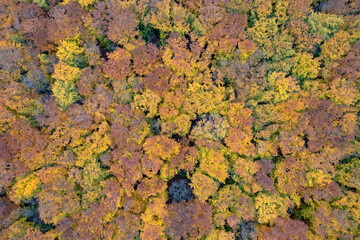 Seamless pattern of colorful trees at autumn forest