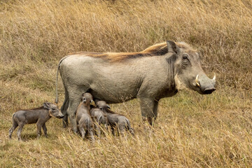 warthog nursing in the wild