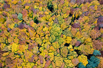 Beautiful autumn forest from drone view