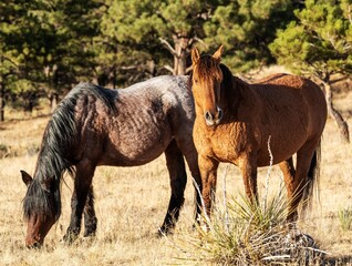 Fototapeta premium wild Spanish mustang