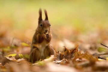 squirrel in the park