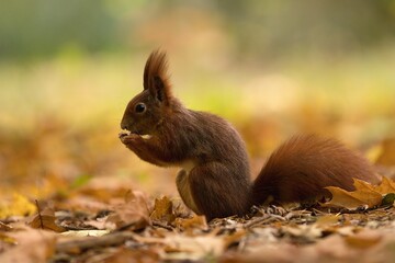 squirrel in the park